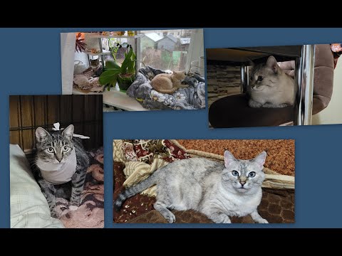 Видео: ПЯТЫЙ ДЕНЬ, НОВОСТИ...