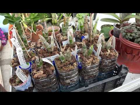 Видео: Catasetum (Морковки) новый способ выращивания