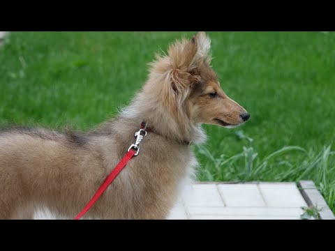 Видео: Догтренинг 142. Щенок шелти.  Знакомьтесь, Ася
