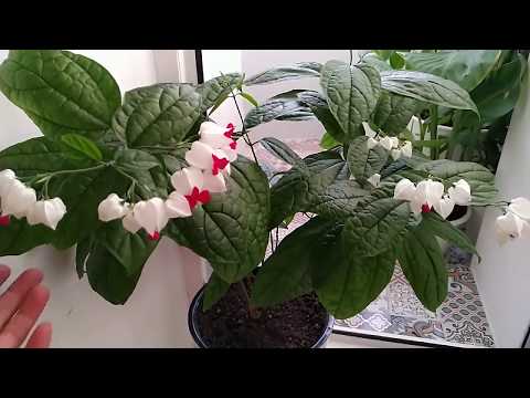 Видео: КЛЕРОДЕНДРУМ. Как заставить цвести клеродендрум!