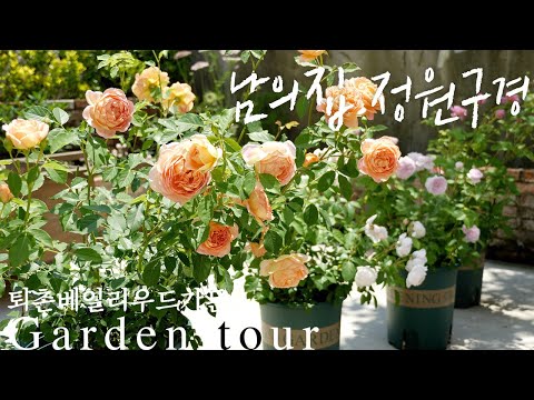 Видео: [Garden Tour🌿] Я не купил одежду и макияж. Я только купил розы! более 40 роз