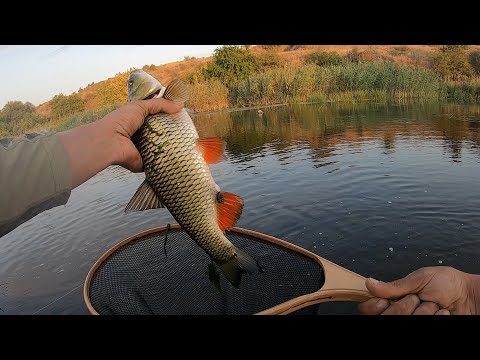 Видео: Ингул. Ловля голавля в забродку