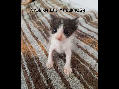 Видео: //ГРУСТНАЯ МУЗЫКА ДЛЯ ФЛЕШМОБА//