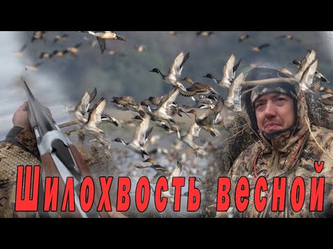 Видео: Охота на шилохвость весной