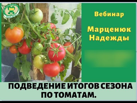 Видео: Итоги сезона 2023 по томатам. Фрагмент вебинара. Надежда Марценюк