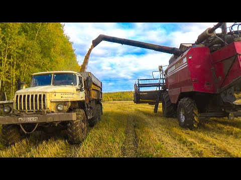 Видео: Уборочная 2022  Убираем ячмень второй день  Вожу зерно на Урале, дорога грязная.