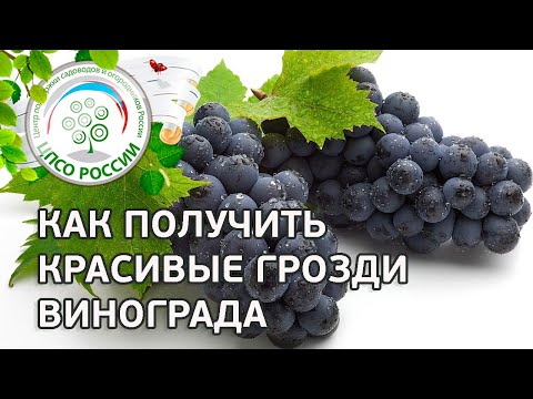 Видео: Как получить красивые грозди винограда. Уход за виноградом.