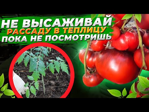 Видео: Положила это В ЛУНКУ, помидоров море и они крупные