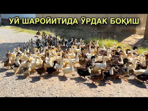 Видео: УЙДА ЎРДАК ФЕРМА ҚИЛИШ ТУХУМ ВА ГЎШТ ЮЎНАЛИШИДА ☎️94 255 33 15 ( КАБУТАРЛАР ) ( ТОВУҚЛАР )