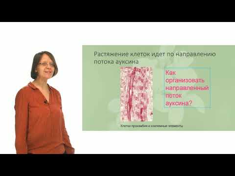 Видео: Физиология растений. Гормоны растений.  Часть 1 - Ауксины (Лабунская Е. А.)