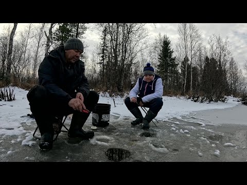 Видео: Готовим живца, подводные сьёмки.