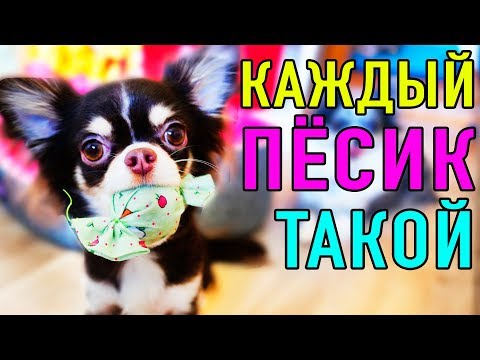 Видео: КАЖДЫЙ ПЕСИК ТАКОЙ | ПАРОДИЯ Magic Pets