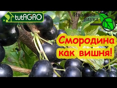 Видео: ПОСЛЕ УБОРКИ СМОРОДИНЫ сделайте такую подкормку. Подкормка всех ягодников: земляники, малины и др.