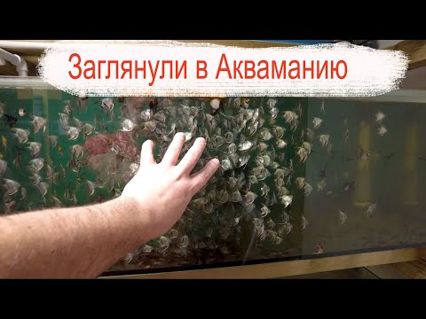 Видео: Заглянули в Акваманию