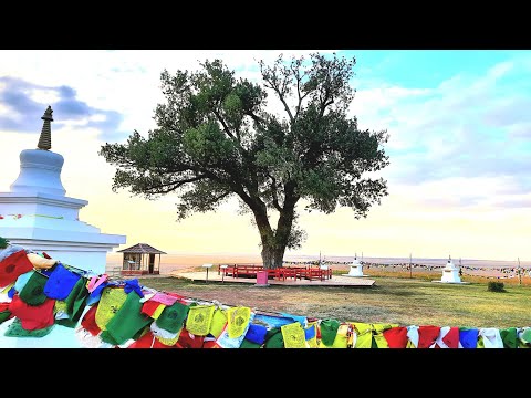 Видео: Одинокий тополь Элиста/ Священное дерево Калмыкии