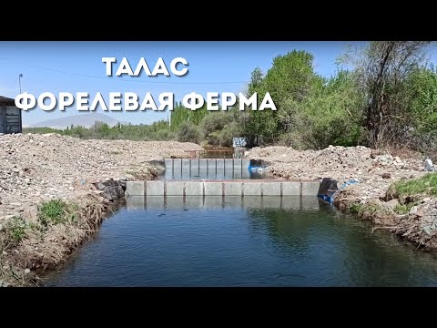 Видео: Обзор. Таласская область. Форелевое хозяйство.