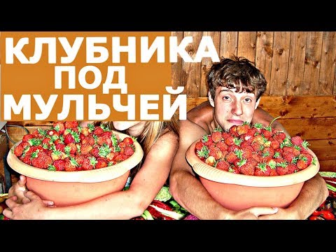 Видео: ВЫРАЩИВАНИЕ КЛУБНИКИ! Новое - хорошо забытое старое!