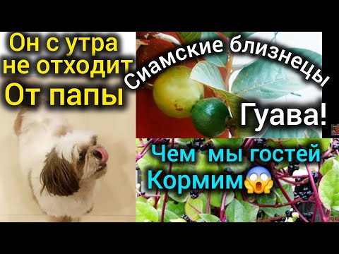 Видео: Опять гости! В меню овощи в маковом соусе и растение,которое можно съесть а семенами накрасить пятки