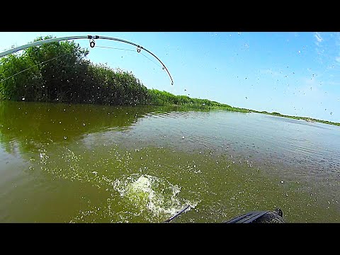 Видео: ОНИ РВУТ ПЛЕТЕНКУ!!! ВЕСЬ ПРОМОК!!! РЫБАЛКА в ДИКИХ местах!