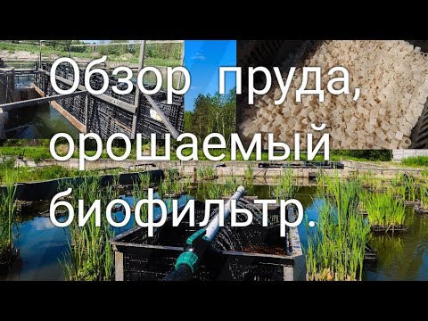 Видео: Обзор пруда, орошаемый биофильтр.