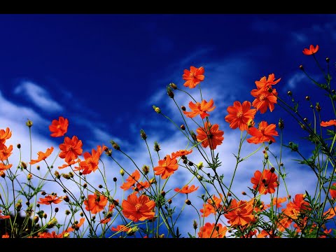 Видео: ТАЙНАТА НА ДИВАТА ГОРА - ГЛАВА 6,  ЧАСТ 1 (АУДИО РОМАН ЗА ДЕЦА)