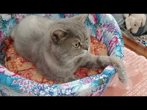 Видео: ЛЕЖАНКА ДЛЯ КОШКИ