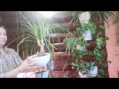 Видео: Уборка в зимнем саду! Трудно ли содержать столько растений?! 