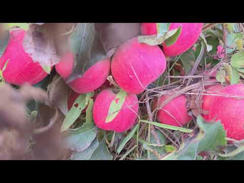 Видео: +992900004489  ватсап. Ниҳоли себи Пинк леди Рози глоу.  45 сомонӣ. Яклухт аз 50 дона боло 40 сомонӣ