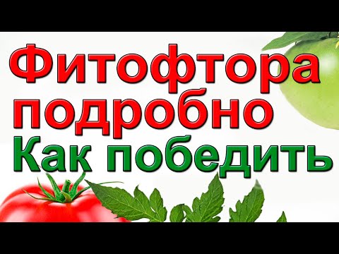 Видео: ФИТОФТОРА. Как вылечить с гарантией..