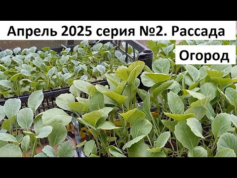 Видео: Апрель 2025 серия №2. Рассада- огород.