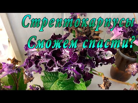 Видео: Можно ли спасти? Стрептокарпусы