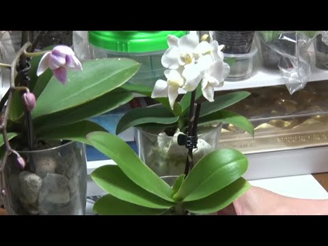 Видео: Пересадка мини-орхидеи в закрытую систему подробно