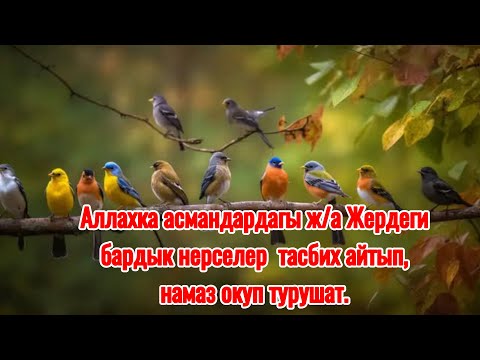 Видео: “Тасбих”19-Сабак.| Маматжусуп уулу Кыялбек.