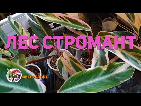 Видео: Лес Стромант (Forest Stromanthes)