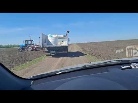 Видео: КУРУДЗА ПІСЛЯ МОРОЗА 03.05.25