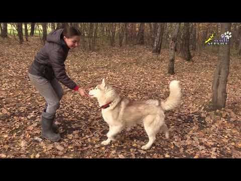 Видео: Хаски Степан, движение рядом и повороты