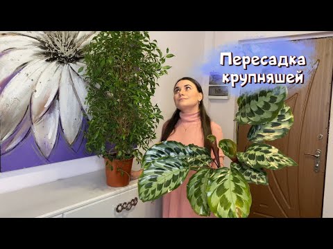 Видео: Пересадка крупняшей: фикус, калатея, хойи.