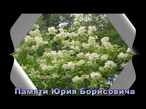 Видео: фильм памяти Юрия Борисовича Марковского