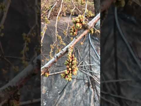 Видео: Внимание ЧЕРЕШНЯ!!! Не останьтесь без урожая!!!