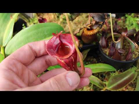 Видео: ТУР NEPENTHES В REDLEAF EXOTICS!