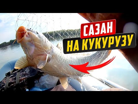 Видео: ШОК ! Попал на бешеный жор САЗАНА !