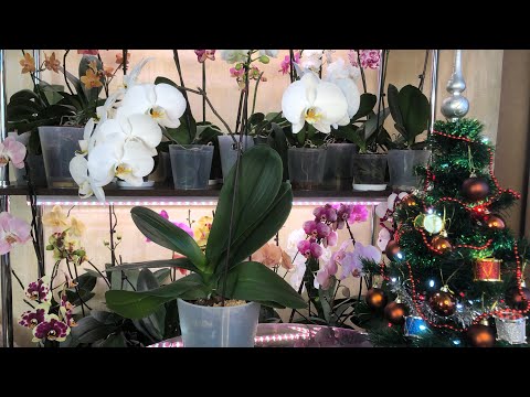 Видео: Орхидея Сого  Юкидан все отличительные особенности
