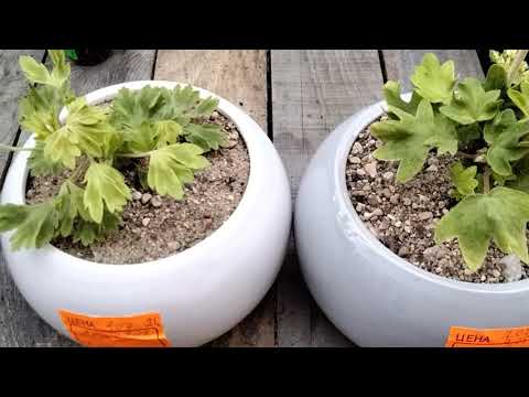 Видео: #193.Как я спасала черенки ,поражённые чёрной ножкой! Результаты!