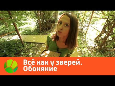 Видео: Все как у зверей. Обоняние | Живая Планета