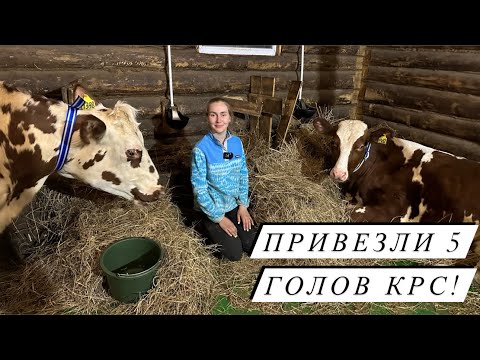 Видео: Племенные Айрширские нетели! Наши новые коровки и не только!