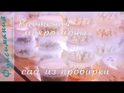 Видео: Микроклоны: сад из пробирки. Экскурсия в лабораторию @nextagro