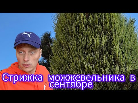 Видео:  🤟Как подготовить  МОЖЖЕВЕЛЬНИК к зиме‼️СТРИЖКА 💪