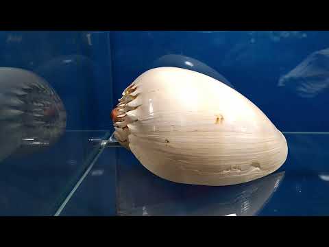 Видео: Дары Чёрного моря