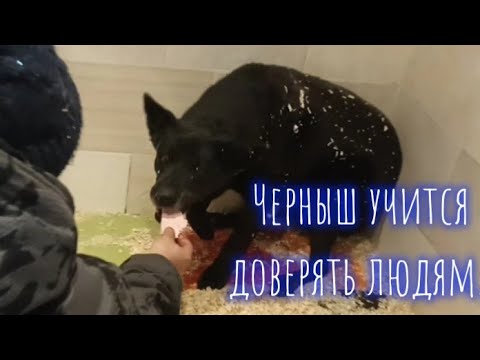 Видео: Подстреленный Черныш из Ярцево - снова едем на осмотр, лапе не стало лучше. Верновцы-помощь животным