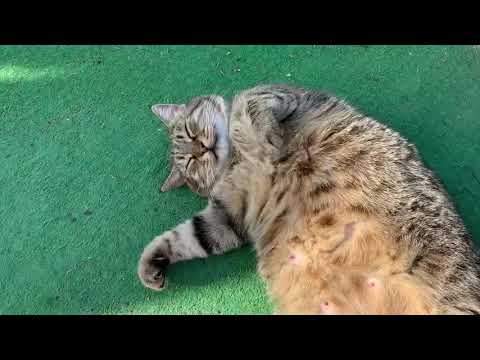 Видео: #34 УЛЕТАЕМ из ТУРЦИИ. ЗАВТРАК на ВСЕ ВКЛЮЧЕНО в ОТЕЛЕ MIRACLE. ТУРЦИЯ 2020